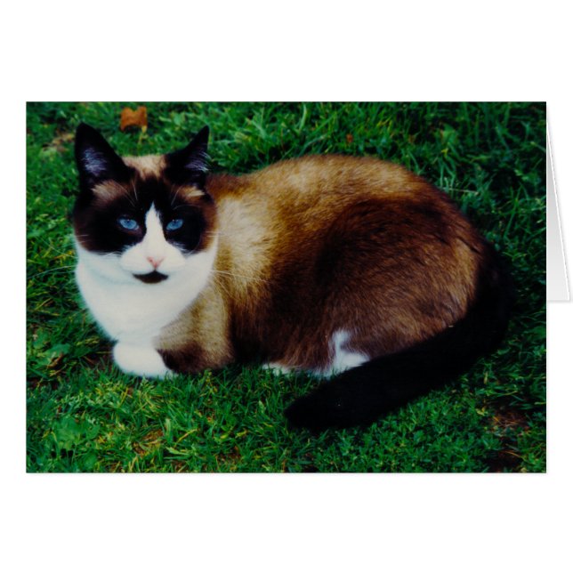 Feline Beauty (Front Horizontal)