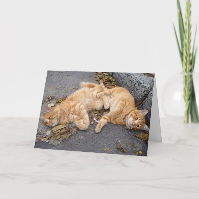 Feline buddies card (Front)