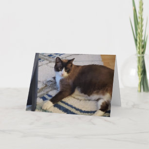 Feline cat pet card