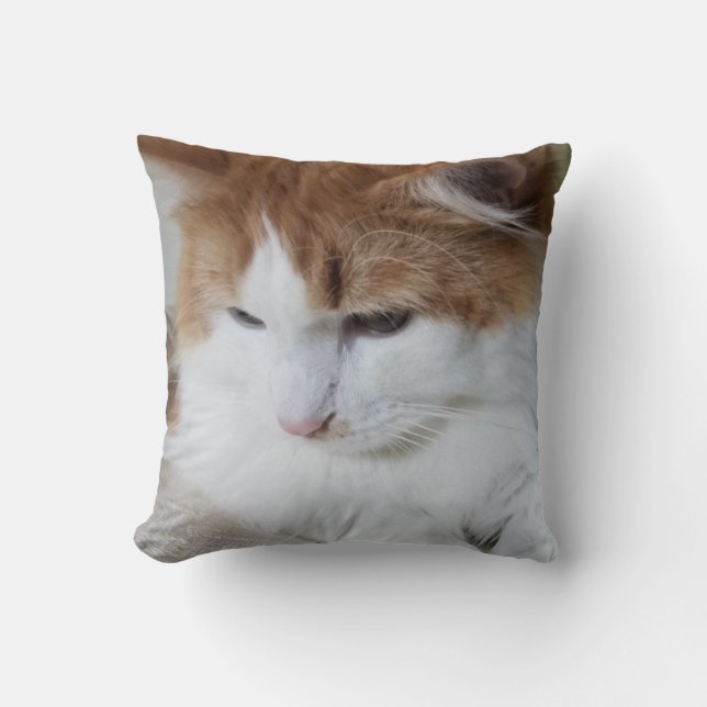 (Feline Fancy) Kitty Contemplation: Cat Photo Cushion (Front)