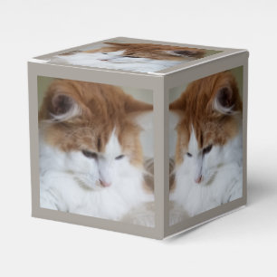 (Feline Fancy) Kitty Contemplation: Cat Photo Favour Box