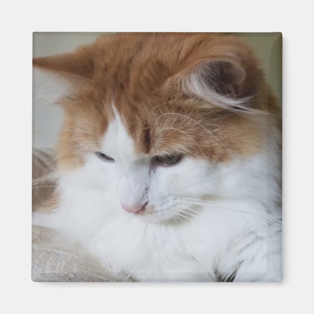 (Feline Fancy) Kitty Contemplation: Cat Photo Magnet (Front)