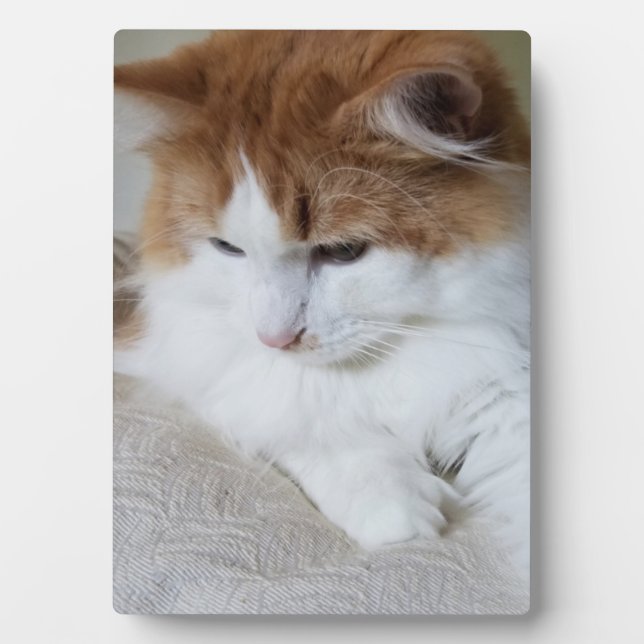 (Feline Fancy) Kitty Contemplation: Cat Photo Plaque (Front)