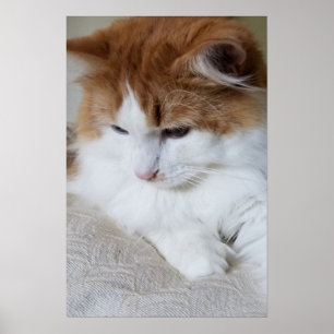 (Feline Fancy) Kitty Contemplation: Cat Photo Poster