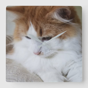 (Feline Fancy) Kitty Contemplation: Cat Photo Square Wall Clock