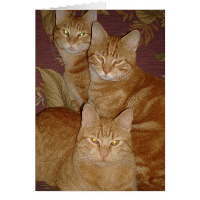 Feline Fraternity (Front)
