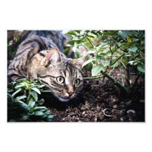 Feline Pet Cat on the Prowl Photo Print