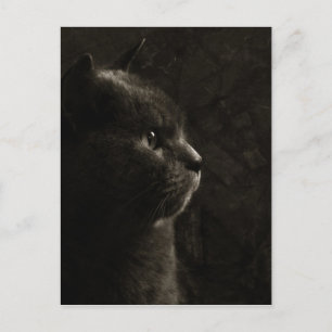 Feline silhouette - Postcard