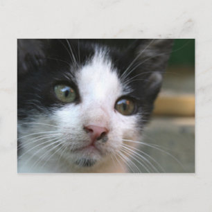 Felis silvestris catus postcard