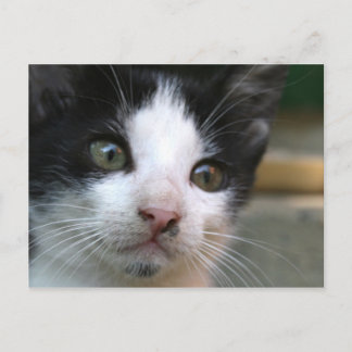 Felis silvestris catus postcard