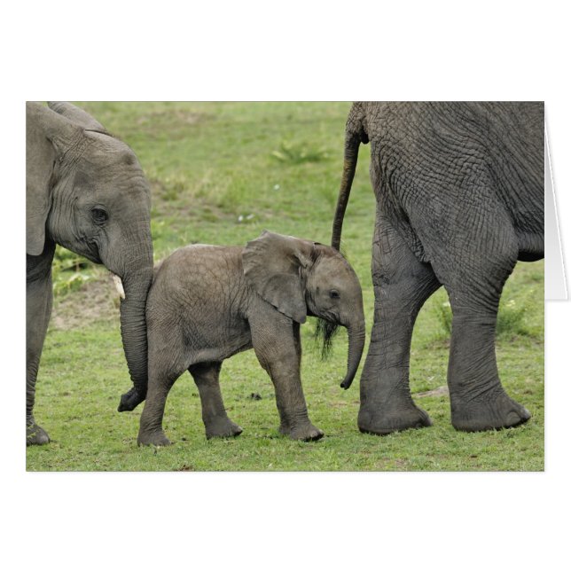 Female African Elephant with Baby (Front Horizontal)