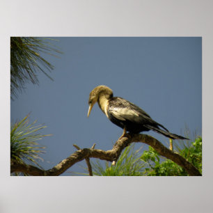 Female Anhinga on Branch Poster