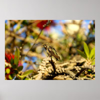 Female Anna's Hummingbird, California, 36x24 Photo