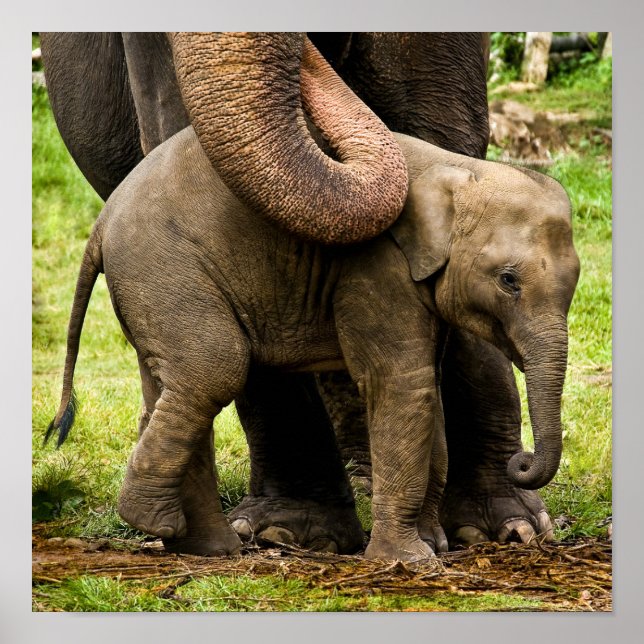 Female Asian Elephant Mother Protecting Her Baby Poster (Front)