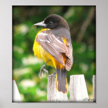 Female Baltimore Oriole/Print