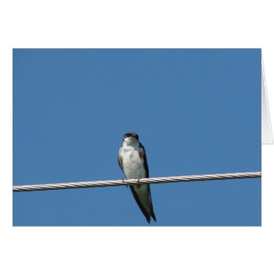 Female Barn Swallow