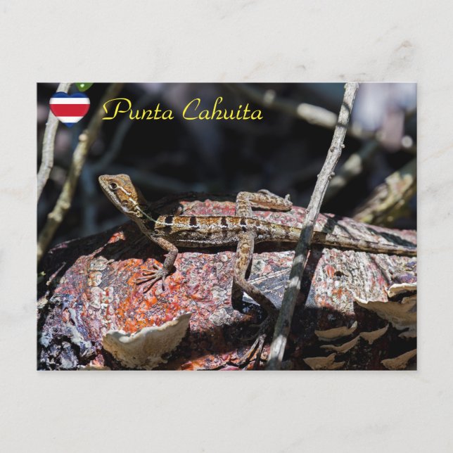 Female basilisk Lizard, Punta Cahuita - Costa Rica Postcard (Front)