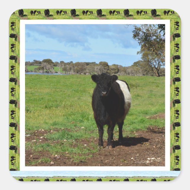 Female Belted Galloway Cow Framed, Square Sticker (Front)