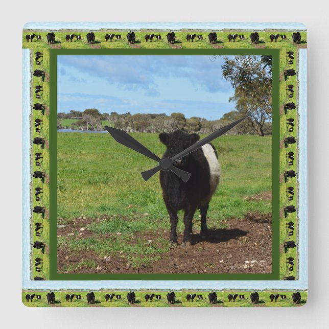 Female Belted Galloway Cow, Square Wall Clock (Front)