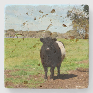 Female Belted Galloway Cow,    Stone Coaster