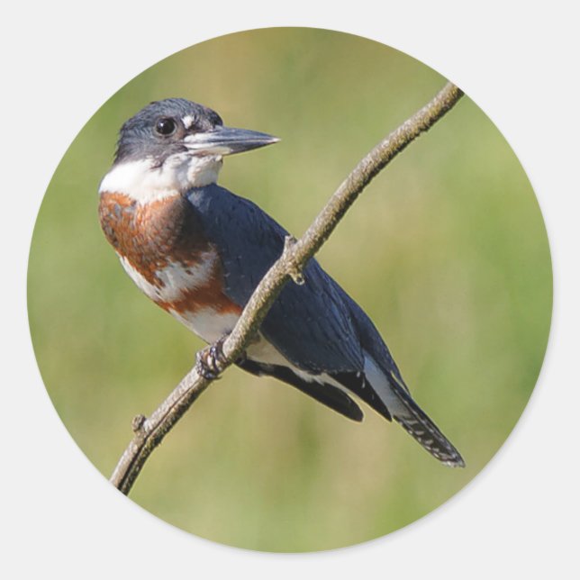 Female Belted Kingfisher Out on a Limb Classic Round Sticker (Front)