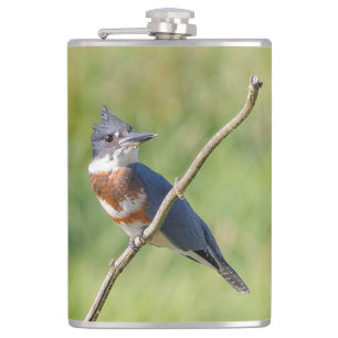 Female Belted Kingfisher Out on a Limb Hip Flask