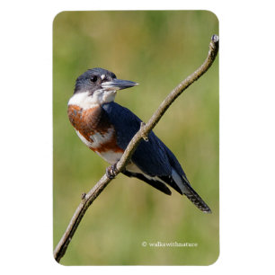 Female Belted Kingfisher Out on a Limb Magnet