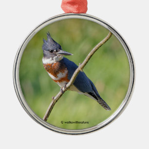 Female Belted Kingfisher Out on a Limb Metal Ornament