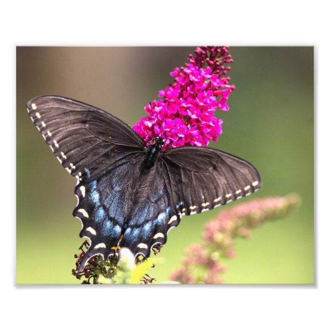Female Black Swallowtail Butterfly Photo Print (Front)