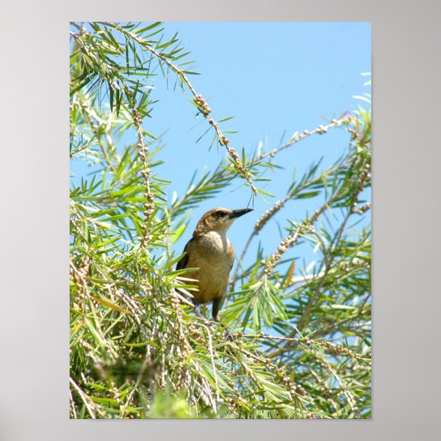 Female Blackbird Grackle Poster (Front)