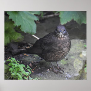 Female Blackbird  Poster