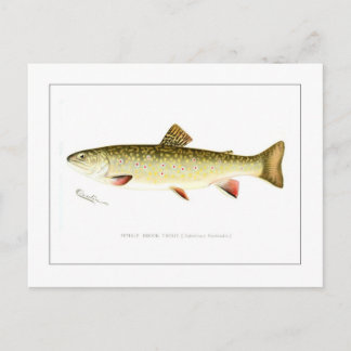 Female Brook Trout Postcard