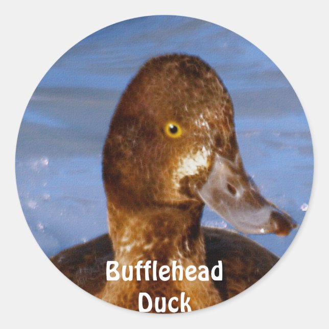 Female Bufflehead Duck Bird Wildlife Sticker (Front)