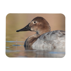 Female Canvasback duck Profile Magnet