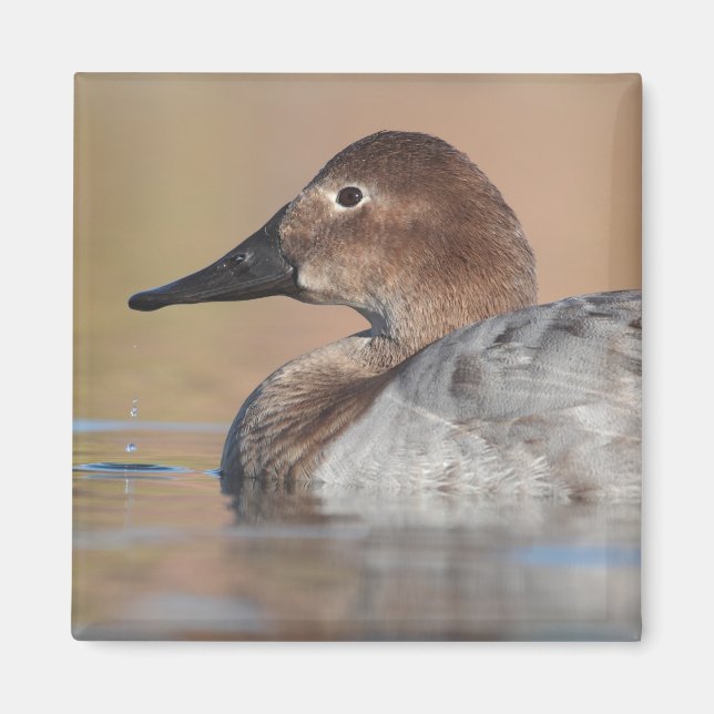 Female Canvasback duck Profile Magnet (Front)