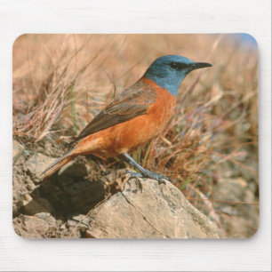 Female Cape Rock Thrush (Monticola Rupestris) Mouse Pad