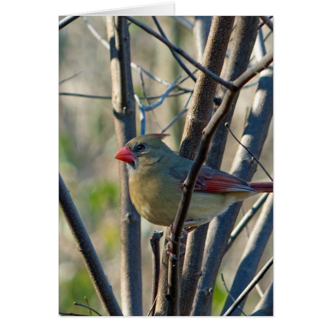 Female Cardinal (Front)