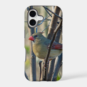 Female Cardinal