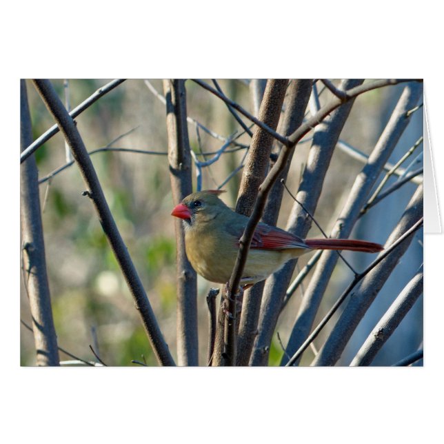 Female Cardinal (Front Horizontal)