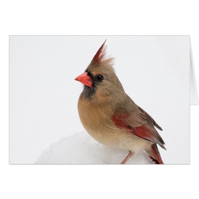 Female Cardinal (Front Horizontal)