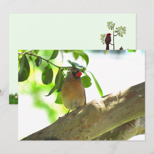Female Cardinal Backyard Bird Flat Card (Front/Back)