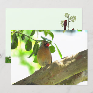 Female Cardinal Backyard Bird Flat Card