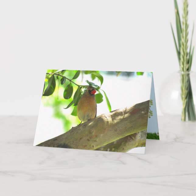 Female Cardinal Backyard Bird Folded Card (Front)