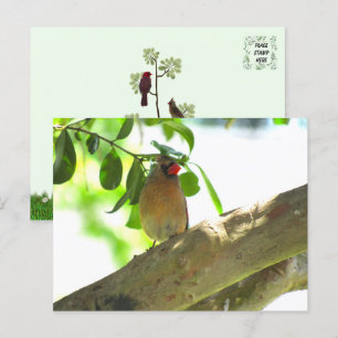 Female Cardinal Backyard Bird Postcard