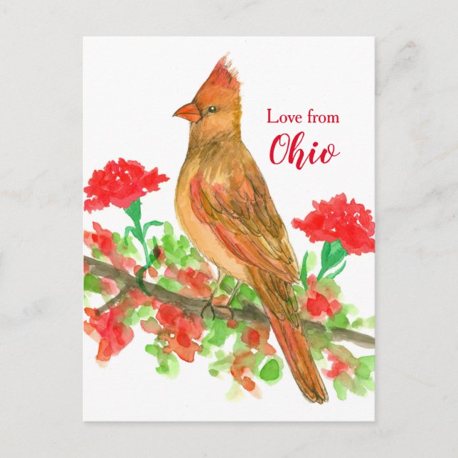 Female Cardinal Bird Love From Ohio Postcard (Front)