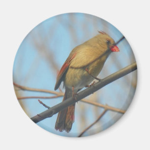 Female Cardinal/Bird Magnet