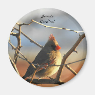 Female Cardinal bird Magnet