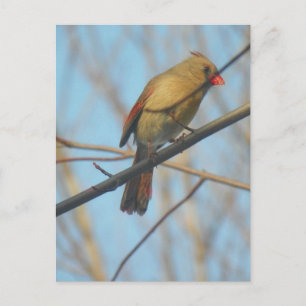 Female Cardinal/Bird Postcard