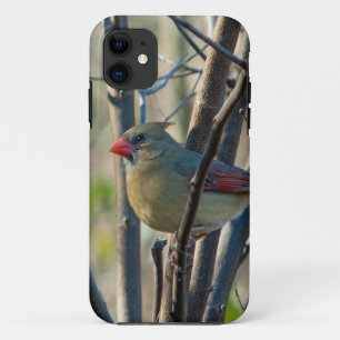 Female Cardinal iPhone 11 Case