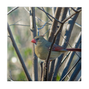 Female Cardinal Ceramic Tile